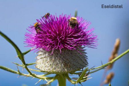 eseldistel.jpg