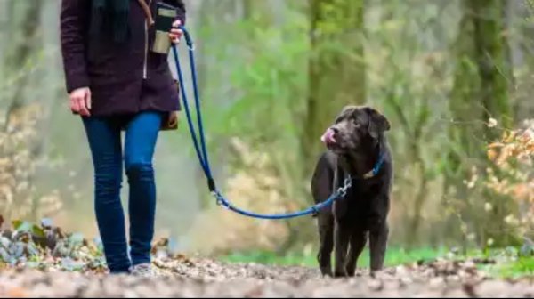 hund_im_wald.jpg